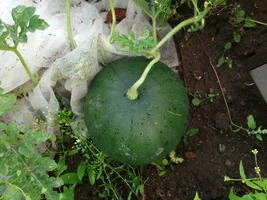 2021-08-07 19-16-35.webp