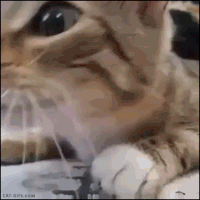 b56961c4b33698bb5a8ab13fbc44448d_w200.gif b56961c4b33698bb5a8ab13fbc44448d_w200.gif