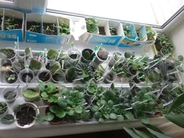 14600133145401591900289.webp 14600133145401591900289.webp