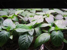 IMG_3886.webp IMG_3886.webp