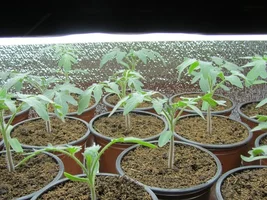 IMG_3887.webp IMG_3887.webp