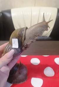 IMG_20220927_210741.jpg IMG_20220927_210741.jpg