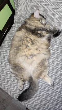 IMG_20221025_065730.webp IMG_20221025_065730.webp