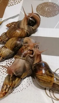 IMG_20221028_225540.webp IMG_20221028_225540.webp