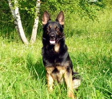 овчарка.webp овчарка.webp