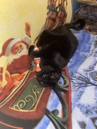 0901EC24-BAB8-4C54-8257-1C25FBDCC9D1.webp 0901EC24-BAB8-4C54-8257-1C25FBDCC9D1.webp