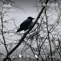fitbitshare_879490482.webp