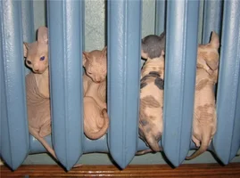 09617DB6-C11D-4AAF-BCAB-C0E1E92F32C5.webp 09617DB6-C11D-4AAF-BCAB-C0E1E92F32C5.webp