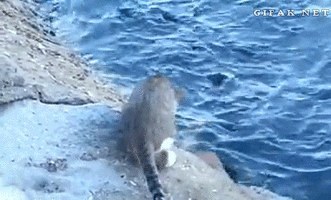1483104780285823360.gif
