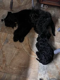 A3B47EE6-5CDC-4FD8-A569-00B81F8E4FAF.webp A3B47EE6-5CDC-4FD8-A569-00B81F8E4FAF.webp