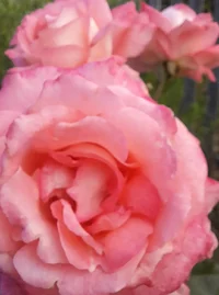 20220909_085522 (1).webp 20220909_085522 (1).webp