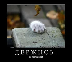 k.webp