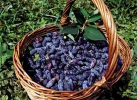 upload_2016-4-29_20-0-47.webp upload_2016-4-29_20-0-47.webp