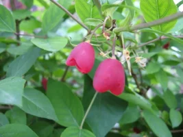 upload_2016-4-29_20-22-27.webp upload_2016-4-29_20-22-27.webp