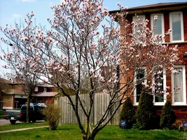 DSCN2596 magnolia Canada 2016 vesna.webp