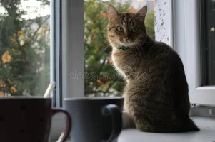 кот-на-подоконнике-смотрит-в-окно-рядом-с-чашкой-чая-165256111.webp