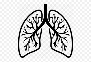breathing-lungs-clip-art-578081.webp