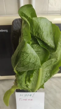 IMG_20230421_114956.webp IMG_20230421_114956.webp