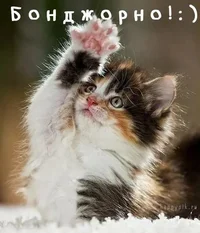 d34ba012194a94bde1c546f5d6b91361.webp