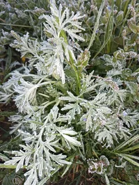 IMG_20230508_052102.jpg IMG_20230508_052102.jpg