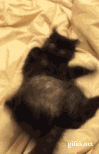 гифки-котэ-няшнота-341396.gif