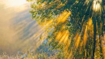 image.webp