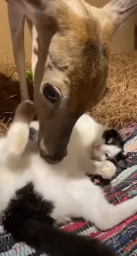 Без имени.webp