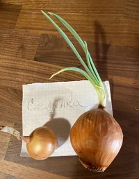 IMG_7137.webp IMG_7137.webp