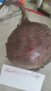 IMG_20230628_172022.webp IMG_20230628_172022.webp