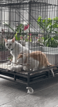 1686671830195898020.gif 1686671830195898020.gif