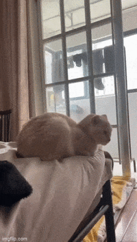 1690131312140723426.gif 1690131312140723426.gif