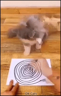 Funny_Cat_GIF__Optical_illusion_Fluffy_cat_got_dizzy_and_fell_backwards_cat_exe_has_stopped_wo...gif Funny_Cat_GIF__Optical_illusion_Fluffy_cat_got_dizzy_and_fell_backwards_cat_exe_has_stopped_wo...gif