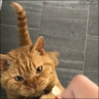 Scary_Cat_GIF__Crazy_cat_standing_up_and_catching_food_wildly_33_Aggressive_hungry_beast_33__o...gif Scary_Cat_GIF__Crazy_cat_standing_up_and_catching_food_wildly_33_Aggressive_hungry_beast_33__o...gif