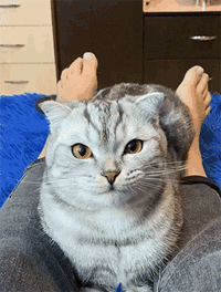 164000394719942127.gif 164000394719942127.gif