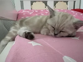 IMG_1479.webp IMG_1479.webp