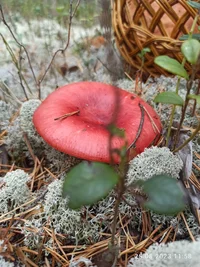 IMG_20230825_115802.jpg IMG_20230825_115802.jpg