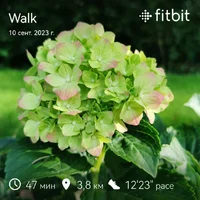fitbitshare_959267.webp