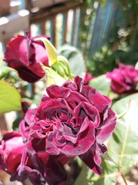 IMG_20230528_124441_049.webp