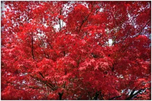 1694761386309.png 1694761386309.png