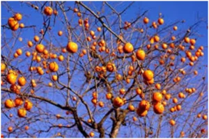 1694761410465.png 1694761410465.png