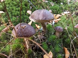 IMG_20230916_131402.webp IMG_20230916_131402.webp