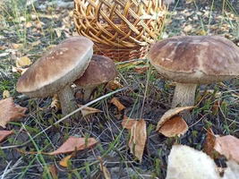 IMG_20230916_142348.webp IMG_20230916_142348.webp