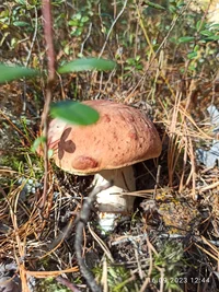 IMG_20230916_124414.webp IMG_20230916_124414.webp