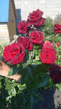 IMG-20230917-WA0051.webp IMG-20230917-WA0051.webp