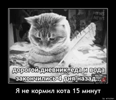 1609594079_Ya-ne-kormil-kota-15_demotions.ru.webp