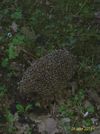 P_20160526_205200_1_p.webp P_20160526_205200_1_p.webp