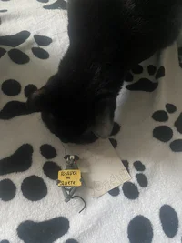 IMG_4941.jpeg IMG_4941.jpeg