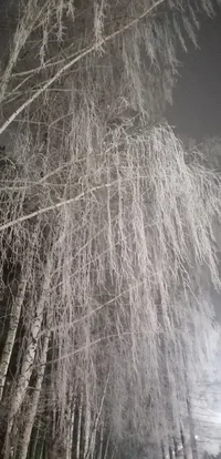 IMG_20231225_065201.webp IMG_20231225_065201.webp