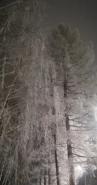 IMG_20231225_065224_edit_222445330400951.webp IMG_20231225_065224_edit_222445330400951.webp