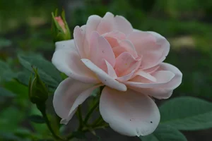 DSC_0043 (1) (1).webp